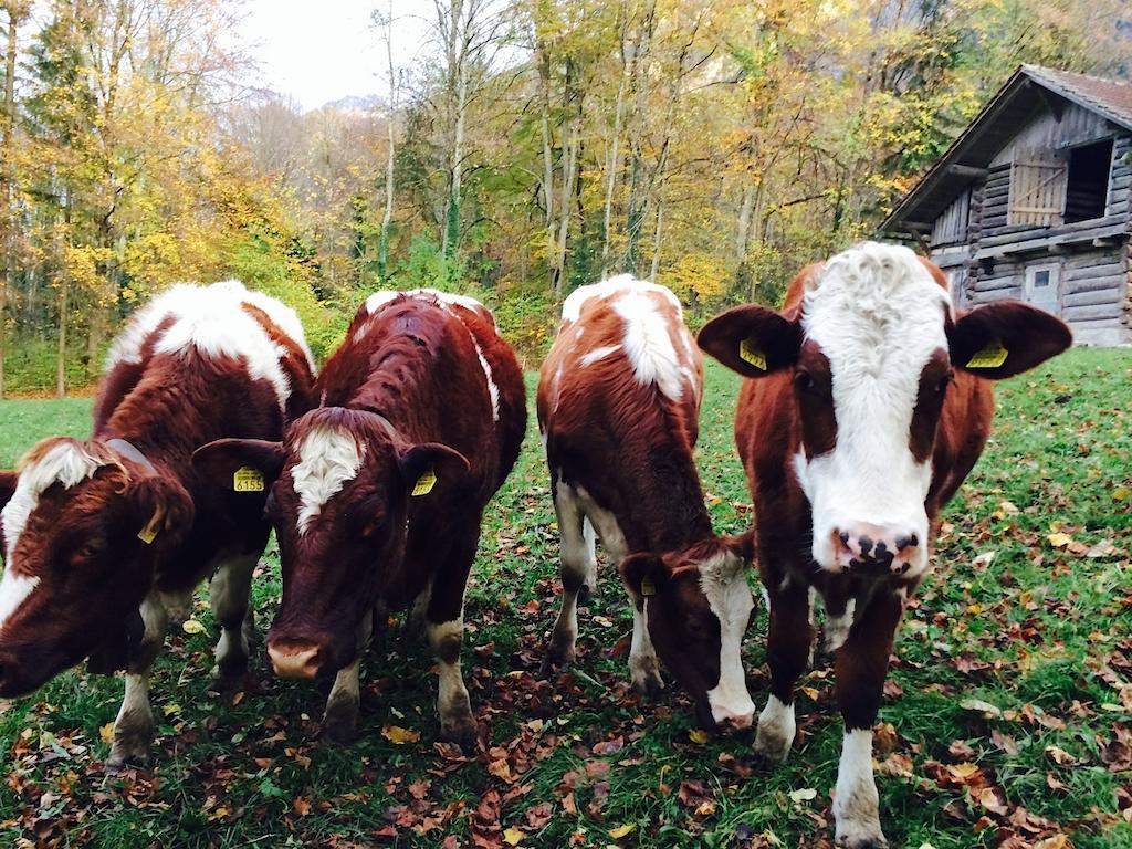 Sam & Cindy Muehlemann Leilighet Interlaken Eksteriør bilde